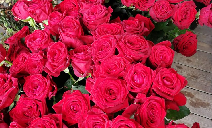 Røde roser til alle